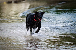 Chester the lab